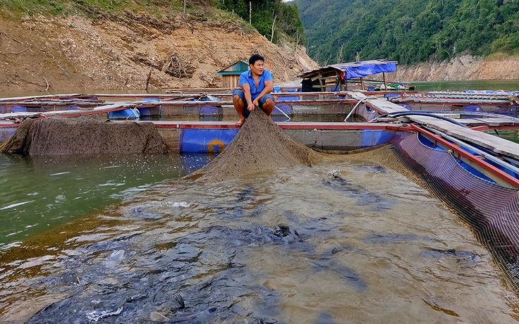 Thu nhập tiền tỉ từ việc nuôi 'thủy quái sông Đà'