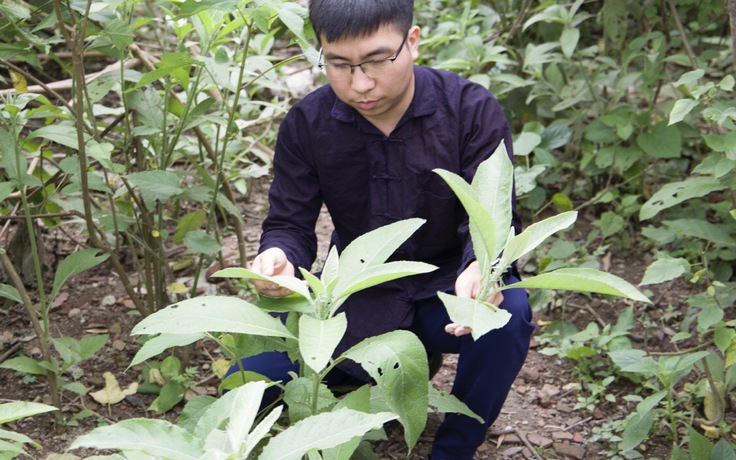 Chiết xuất tinh dầu từ cây dại, chàng trai người Tày mang về tiền tỉ