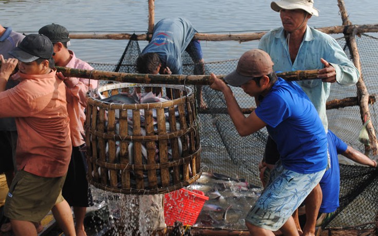 Nuôi cá tra chỉ 'vỗ béo' doanh nghiệp ngoại