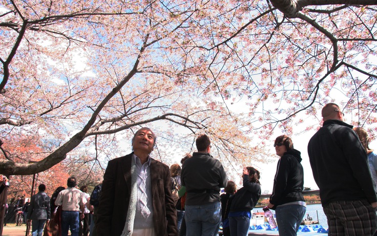 Mang cây anh đào Yoshino về Đà Lạt