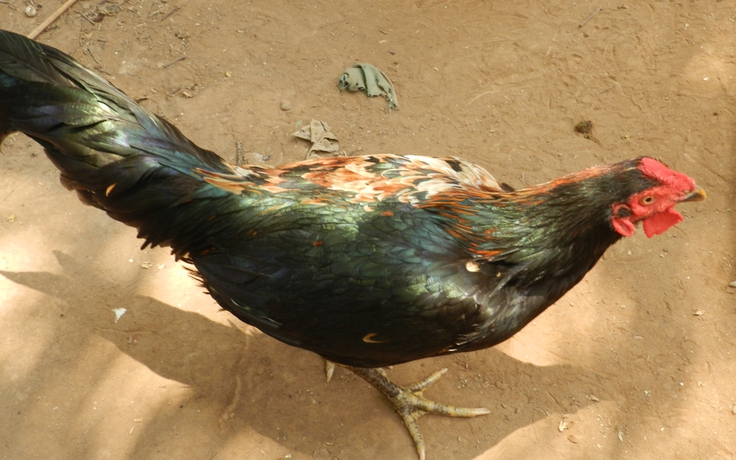 Con gà lạ lùng gáy được hai giọng trống, mái ở miền Tây Nam bộ