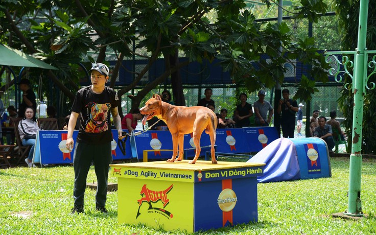 Ngắm những chó cưng tranh tài trong Agility Dog Show