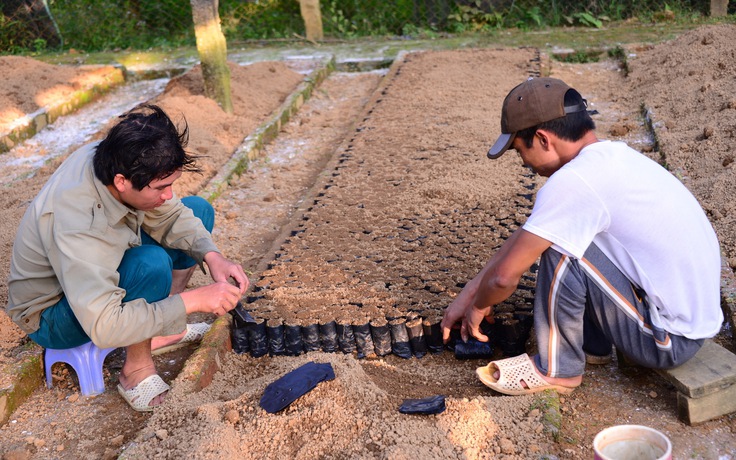Giải mã chè xứ Nghệ: Vỡ đất trồng chè trên mây núi Kỳ Sơn