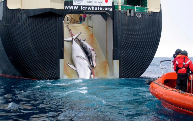 Mùa săn đầu sau 31 năm, tàu Nhật mang 1.300 tấn cá voi về bờ