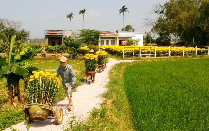 Làng hoa Bình Định trúng đậm hoa cúc Tết, thu về hàng tỉ đồng