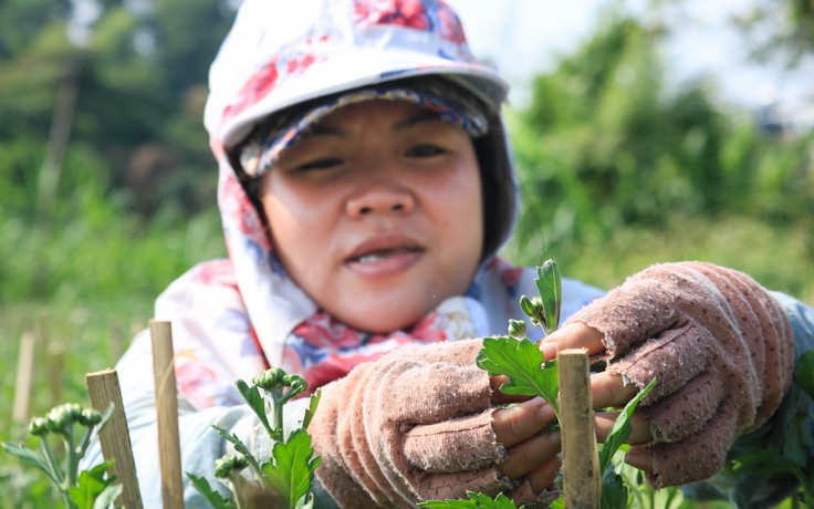 Những bà nội trợ Sài Gòn tranh thủ ra vườn hoa mong cái Tết đủ đầy