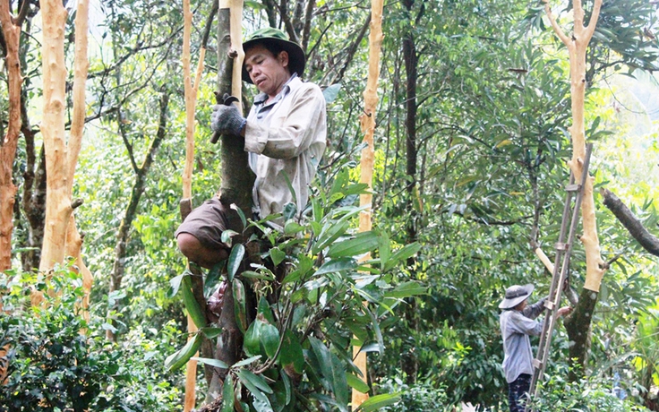 Hồi sinh 'cao sơn ngọc quế': Giá tăng bất ngờ, nhà vườn phấn khởi