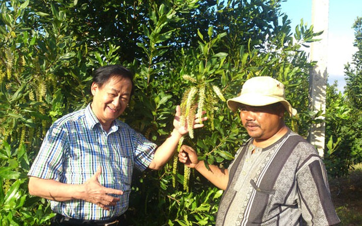 Him Lam: Không để dân thiệt khi trồng mắc ca