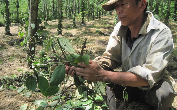 Giang hồ ép nông dân trồng tiêu nộp tiền bảo kê