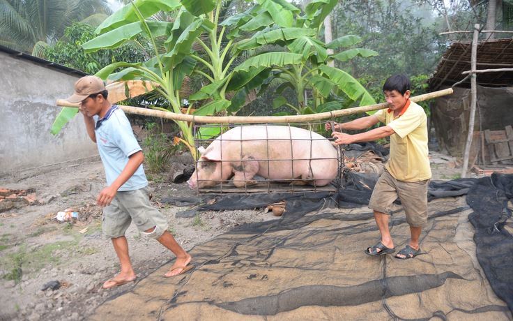 Bắt heo mướn