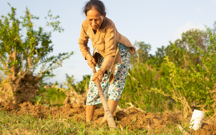 Cả làng vác cuốc ra đồng đào một loại sâu đất về làm món ăn