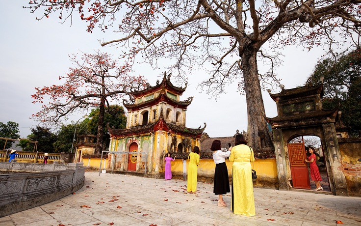 'Đại hội' hoa gạo chùa Trung Hành