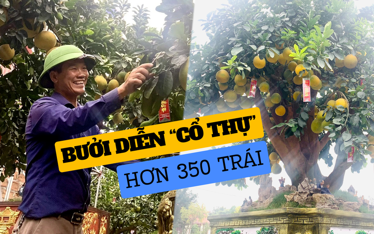 Cây bưởi Diễn “cổ thụ” hơn 350 trái, giá thuê tết trăm triệu vẫn có khách đặt cọc Cây bưởi Diễn “cổ thụ” hơn 350 trái, giá thuê tết trăm triệu vẫn có khách đặt cọc