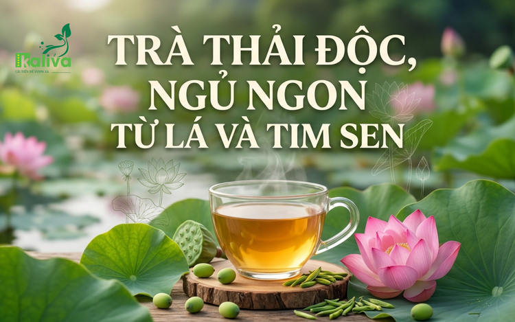 Cùng sống xanh số 157: Khi lá sen và tim sen biến thành trà hòa tan