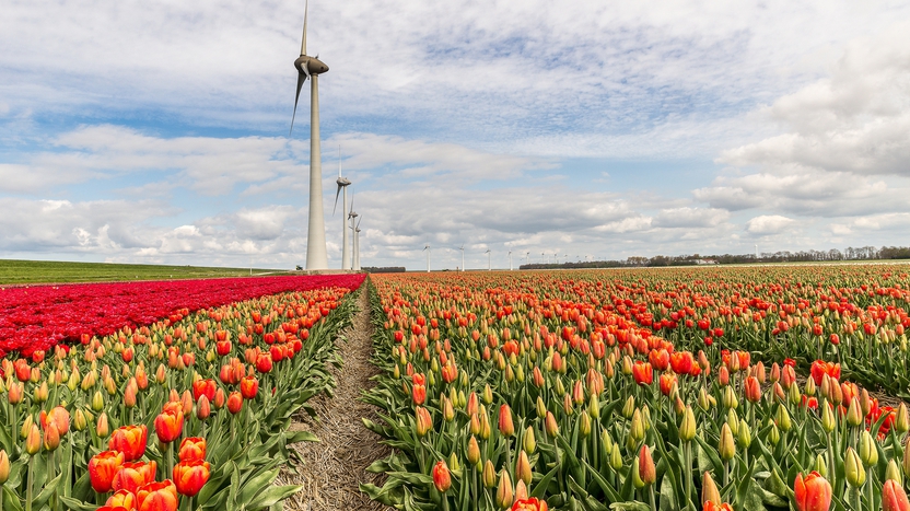 Mùa hoa tulip ở Hà Lan - điểm dừng chân lãng mạn không thể bỏ lỡ