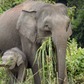 Tông phải voi con, xe hơi bị đàn voi tấn công ở Malaysia