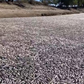 Hàng triệu xác cá chết nổi lềnh bềnh, gây tắc nghẽn con sông ở Úc