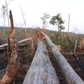 Lãnh đạo Đắk Nông kiểm tra khu vực chặt phá, đốt rừng mà Thanh Niên phản ánh