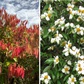 Thực hư về loài hoa hiếm ở dãy núi Himalaya 36 năm mới nở một lần