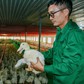 Cho vịt nằm điều hòa, nghe nhạc, thu tiền tỉ mỗi năm
