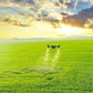 Việt Nam sẽ bán gạo ‘xanh’ và không khí sạch