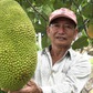 Từ chối hộ nghèo, lão nông miền Tây đổi đời nhờ trồng mít Thái, thanh nhãn