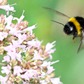 Giới khoa học bất ngờ vì ong nghệ có thể sống dưới nước cả tuần