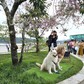Vụ đưa chó Alaska 'chặn' khách chụp ảnh bên cây mai anh đào: Phạt 3 người chủ