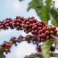 Giá cà phê tăng đều 2.000 - 3.000 đồng/kg mỗi ngày