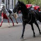 Ngựa Kỵ binh Hoàng gia Anh chạy rông khiến đường phố London hỗn loạn