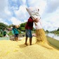 Gạo Việt lo mất thị phần vì Philippines sửa luật