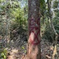 Đốn hạ rừng phòng hộ để săn ươi: Đánh dấu để tỉa cành, chặt hạ