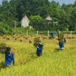 Thanh niên tình nguyện giúp dân thu hoạch lúa