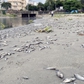 Xuất hiện xác cá chết ở đoạn cống xả ra vịnh Đà Nẵng