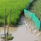 Làm nông thức thời: 'Phục hưng' trồng lúa sinh thái