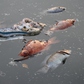 Cá chết hàng loạt ở kênh Nhiêu Lộc - Thị Nghè sau những cơn mưa chuyển mùa