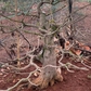 Bắt nhóm trộm cây cảnh có giá trị cao ở Đắk Lắk