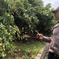 Mất mùa vải, nông dân Bắc Giang thất thu hàng nghìn tỉ