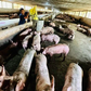 Quy định kiểm kê khí nhà kính ở trang trại lợn gà thiếu khả thi