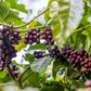 Giá cà phê tăng liên tiếp 3 tuần, Việt Nam xuất khẩu giảm