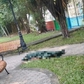 TP.HCM: Tá hỏa phát hiện người đàn ông tử vong trong công viên