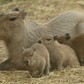 Tranh cãi về quyết định tránh thai, triệt sản loài capybara