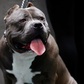 Vướng chân vào cò súng, chó pitbull hại chủ