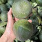 Cam sành rớt giá