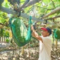 Độc đáo 'mắc võng' cho bí đao khổng lồ tựa lưng