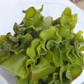 Tảo nâu Mekabu - 'kho báu' thiên nhiên cho sức khỏe