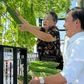 Gia đình trồng rau sạch trên sân thượng: Ăn không xuể, mang tặng bạn bè