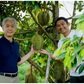 Campuchia bắt đầu bán sầu riêng cho Trung Quốc