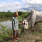 Lão nông miền Tây 'kỳ lạ', dành tiền giải cứu trâu bò khỏi lò mổ suốt 9 năm