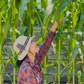 Khu vườn trên sân thượng cây trái sai trĩu, cả nhà ăn không hết